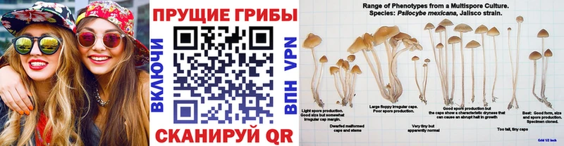 цены Мариинск darknet телеграм Галлюциногенные грибы GOLDEN TEACHER
